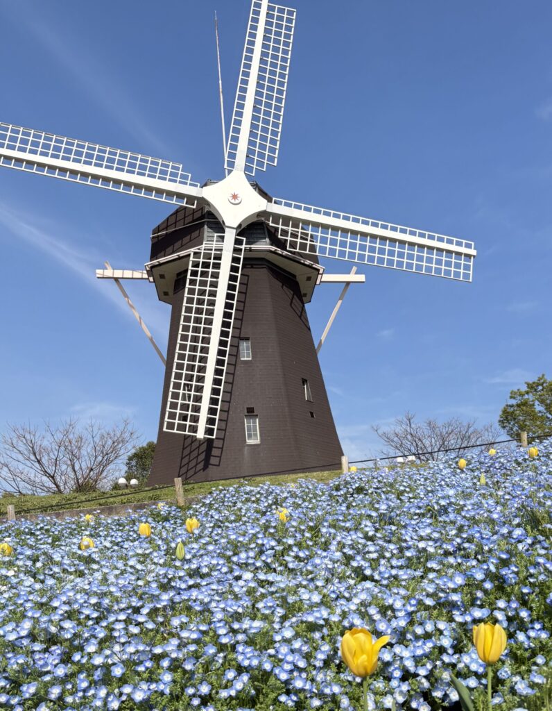 鶴見緑地公園の風車とネモフィラ