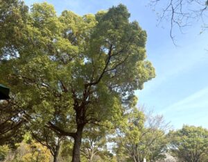 鶴見緑地公園の木陰
