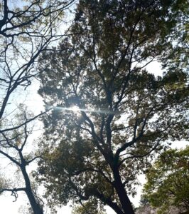 鶴見緑地公園山のエリアの木陰