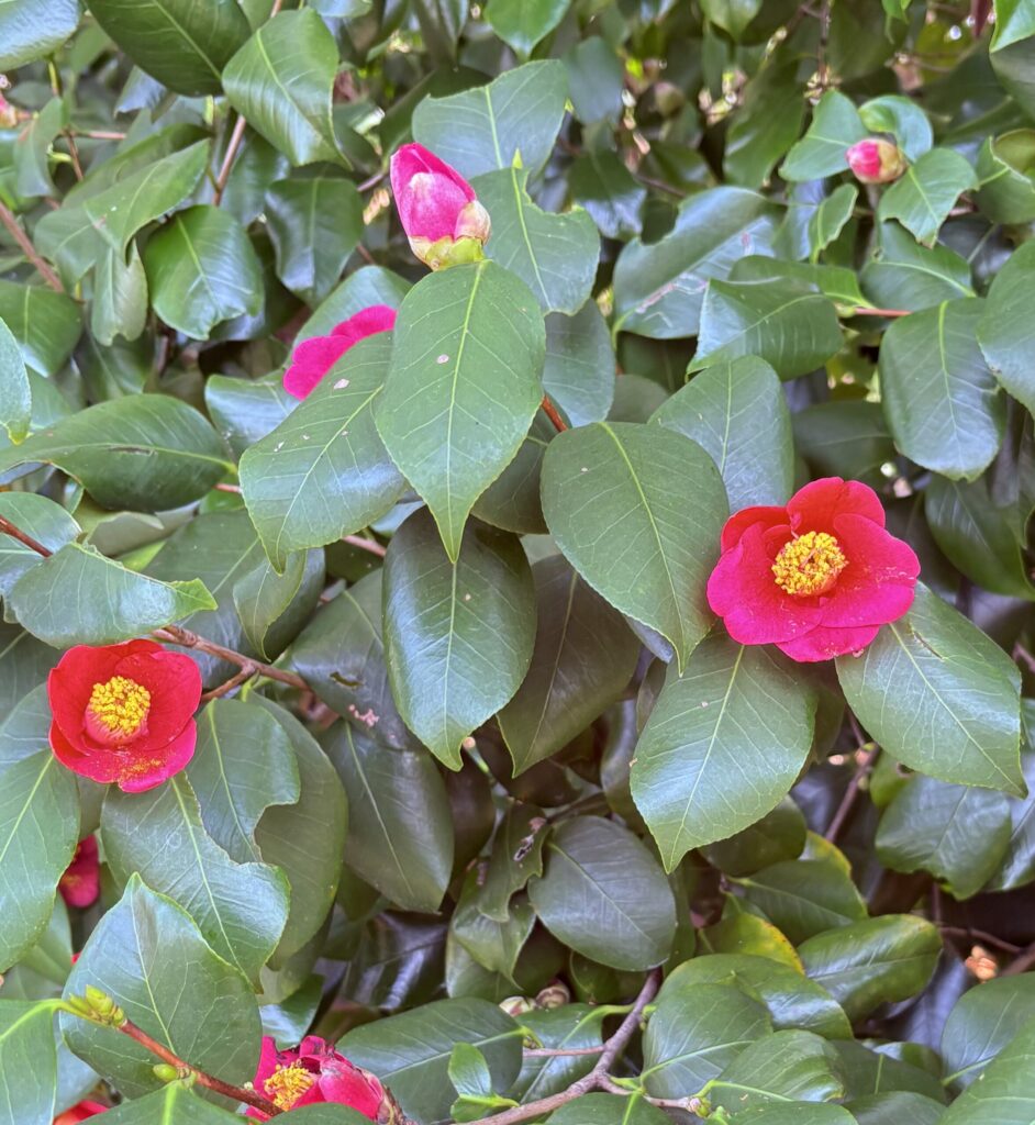 鶴見緑地公園のツバキ