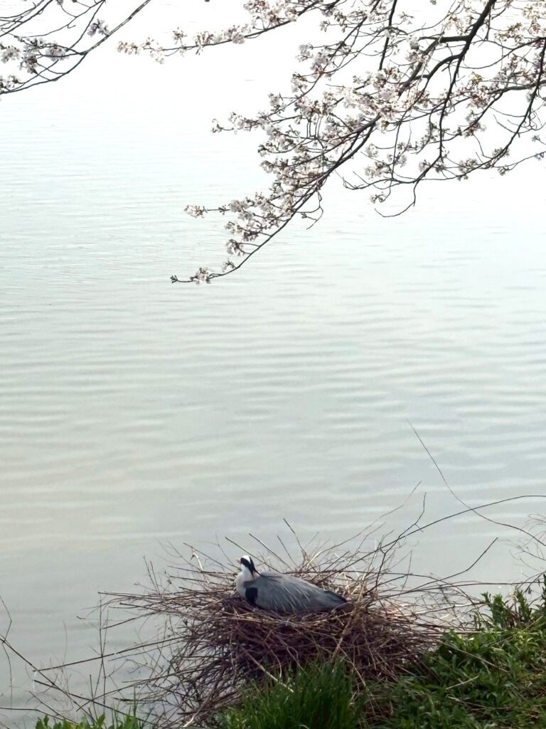 鶴見緑地公園桜とアオサギ