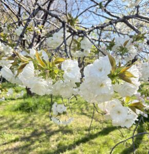 鶴見緑地公園の桜