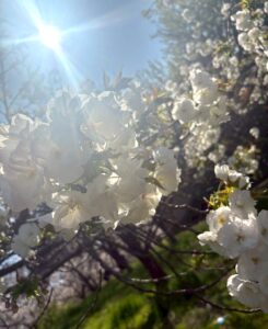 鶴見緑地公園の山のエリアの桜